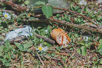 Ants crawling over a piece of discarded sausage on the grass in a natural outdoor setting