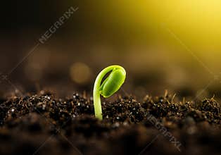 A single, vibrant green sprout growing in the rich, dark earth, bathed in sunlight