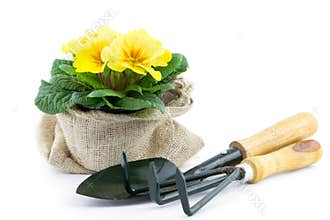 Primrose in burlap sack and garden utensils