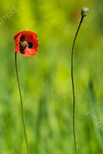 Two Poppies, one of them Flowerless in Early Spring