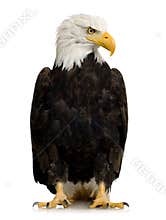 Bald Eagle (22 years) - Haliaeetus leucocephalus