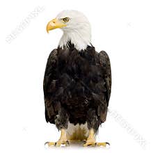 Bald Eagle (22 years) - Haliaeetus leucocephalus