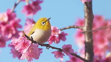 Warbling White-eye perched on cherry blossoms tree. bird, flower, wildlife, Mejiro, Nature, animals, spring