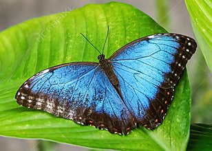 Close up with a colourful butterfly resting on a plant