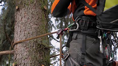 Logger Climbing on a Tree with a Rope
