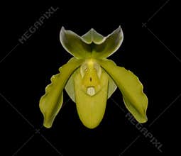 Paphiopedilum golden acres