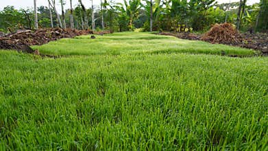 raindrops stick to the grass of small rice trees