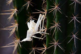 Dead Insect