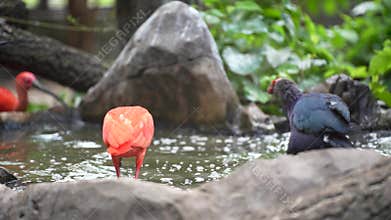 The scarlet ibis bird is swimming in the lake. It is preening its feathers and enjoying swimming.