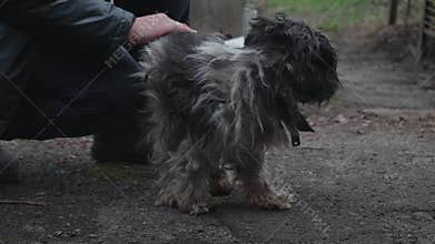Compassionate woman offering gentle comfort and reassurance to trembling, wet stray dog lying helplessly on desolate