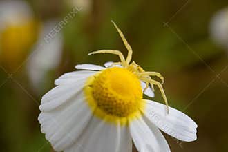 Close up view of a pale spider on a white daisy flower with vibrant yellow center in a garden during daytime