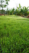 raindrops stick to the grass of small rice trees