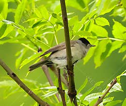 Male eurasian blackcap (Sylvia atricapilla) resting on a tree on rainy, cloudy afternoon
