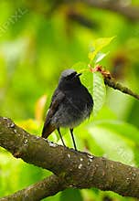 A beautiful male black redstart (Phoenicurus ochruros) looking curiously towards the cameraman on tree branch