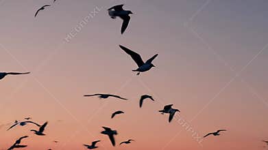 Sunset Seabird Flight
