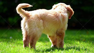 Golden Retriever Puppy in the Sun