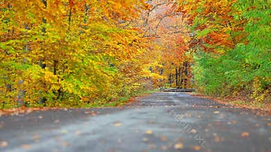 Colorful leaf background in forest near the road