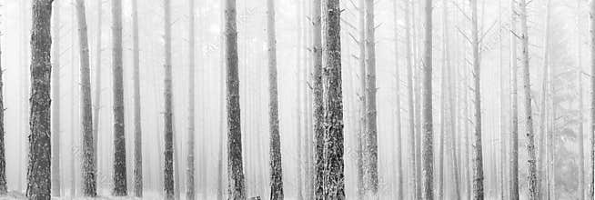 Tall bare pine trees in winter fog