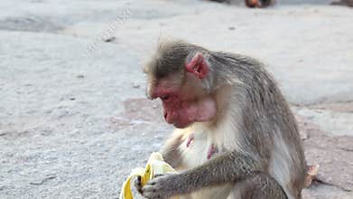 Monkey eating banana