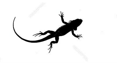 Iguana Silhouette