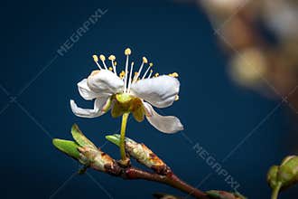 White flower with delicate petals, likely from the Prunus genus, possibly a cherry blossom