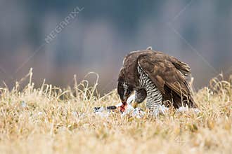Accipiter