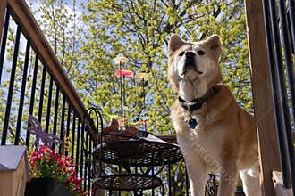 Cute curious dog looks out from a deck on a sunny spring day