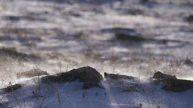 Snowstorm and drifting snow in winter landscape on rocky field