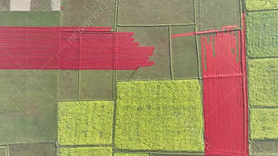 Aerial view of Hundreds of meters of newly dyed, bright red cotton are rolled out to dry in the sun in Narsingdi, Bangladesh.