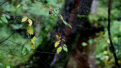Autumn leaves