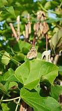 butterflies perched on leaves in the morning
