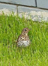 A song thrush (Turdus philomelos) in the garden