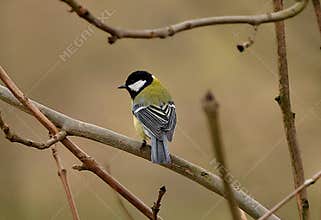 A great tit (Parus major) perching on a tree branch
