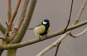 A great tit (Parus major) perching on a tree branch
