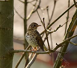 A close-up image of song thrush (Turdus philomelos) perching on a branch