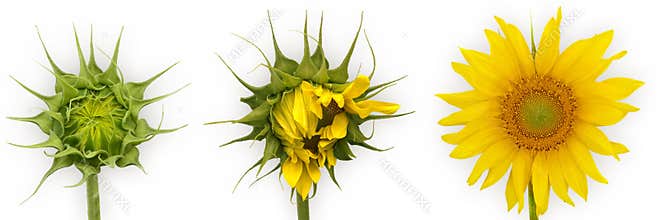 Sunflower growth