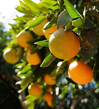 Oranges