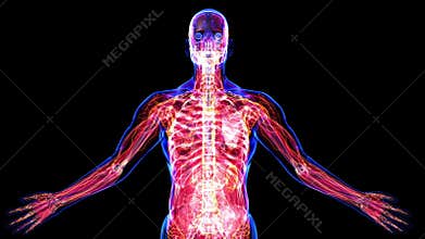 All human body systems