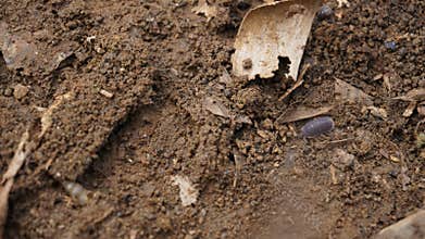 woodlice crawling on the ground