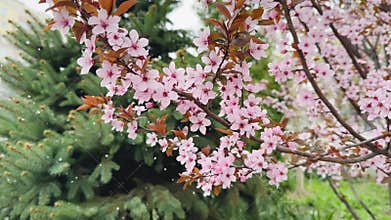 nature spring blossoming tree, pink flowers on branch under falling white snow, sun light flare bright sunny day