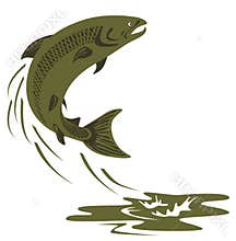 Atlantic salmon leaping