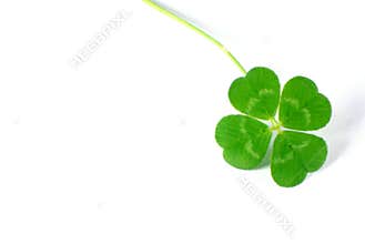 Four Leaf Clover