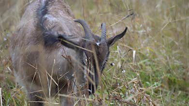 Domestic goat eats green grass in autumn meadow