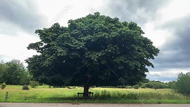 One big chestnut tree against a cloudy sky