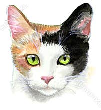 Calico Cat Illustration