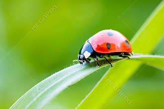 Lady Bug