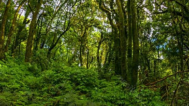 Forest in the highlands of Thailand