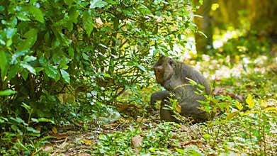 Monkeys in their natural habitat. Cambodia