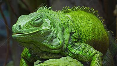 Green iguana, large arboreal herbivorous lizard species. Iguana on the tree branch. Closeup
