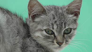 Kitten Grey Green Eyes Closeup Portrait